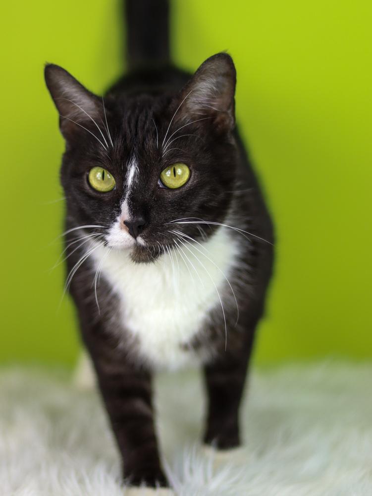 Enlarge Lady, a Adoptable Domestic Medium Hair in Lewisburg, TN image 2/2