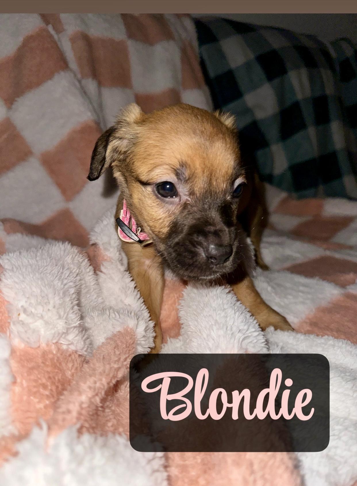 Blondie - Female B puppy, an adopted mixed breed in Cincinnati, OH image 1/3