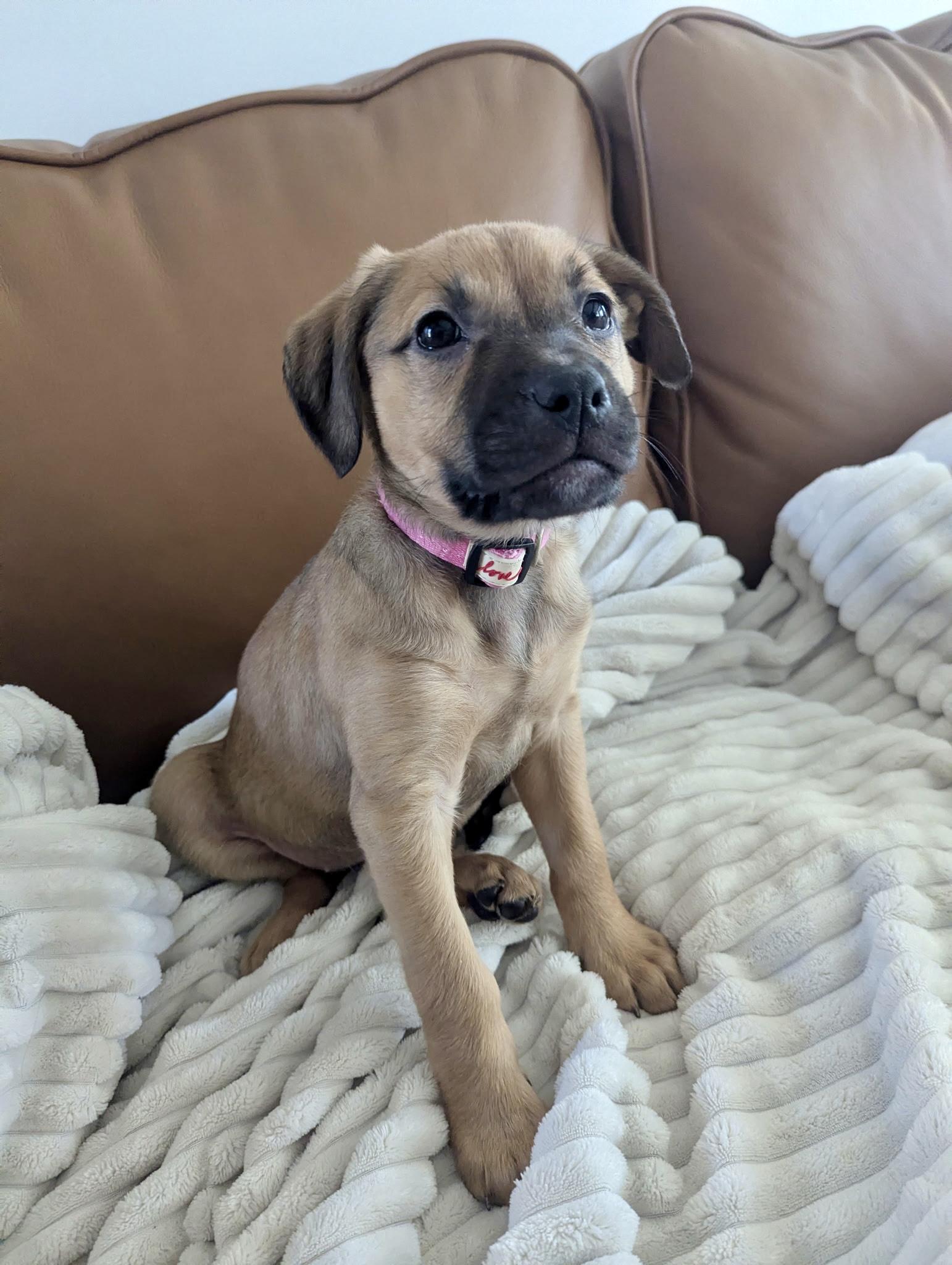Blondie - Female B puppy, an adopted mixed breed in Cincinnati, OH image 3/3