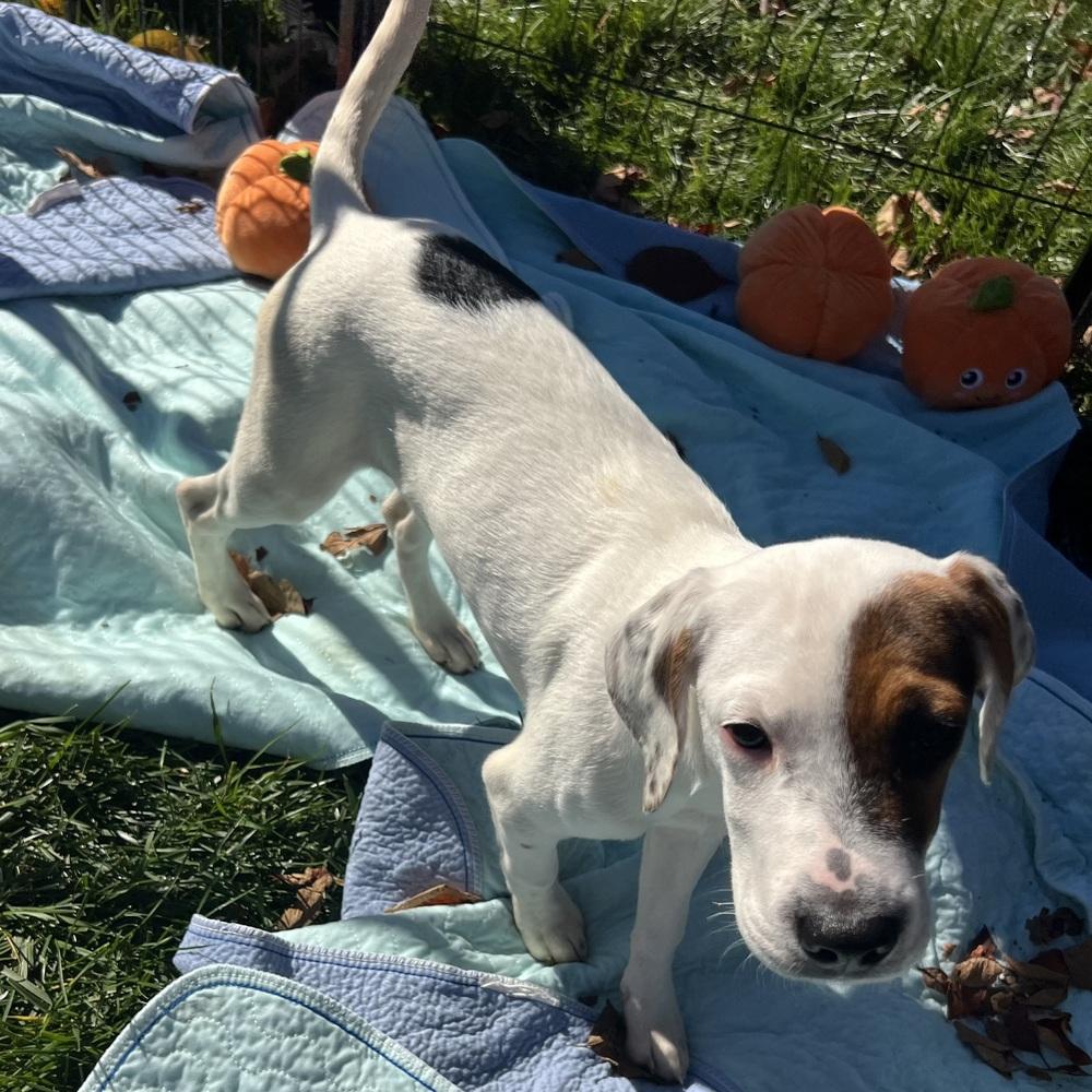 Enlarge AAD New Arrival!  Anna Mae - 26196, a Adoptable mixed breed in Armonk, NY image 2/2