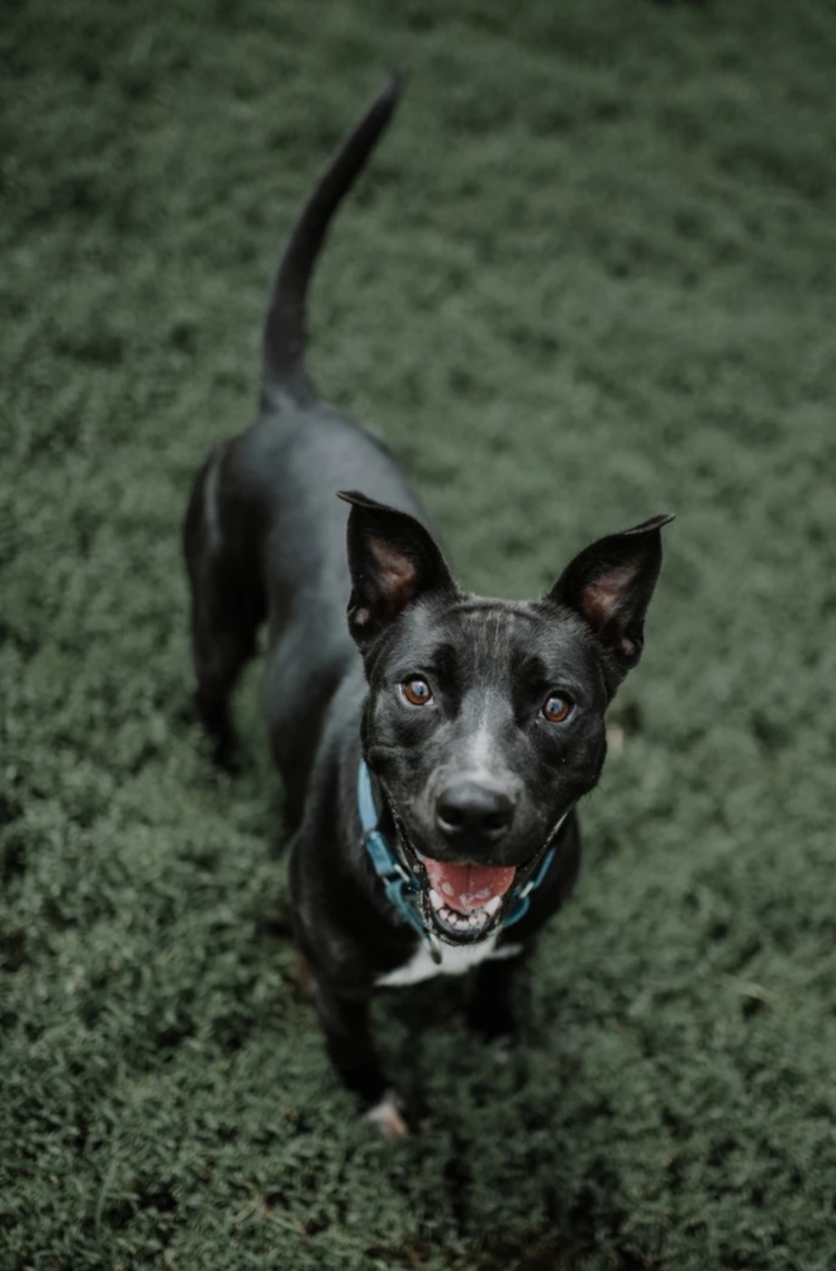 Bo, a Adoptable mixed breed in Clinton, MO image 3/4