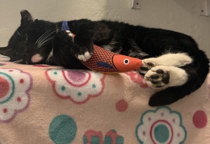 Basil, Adoptable, Adult Male Domestic Short Hair & Domestic Short Hair.