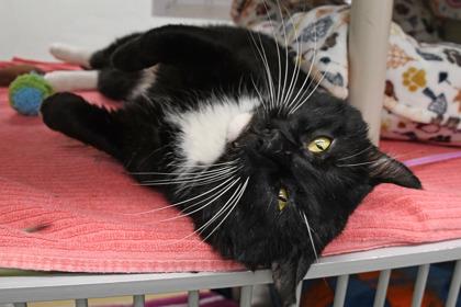 Enlarge Basil, a Adoptable mixed breed in Scotia, NY image 2/3