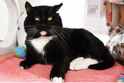 Enlarge Basil, a Adoptable mixed breed in Scotia, NY image 3/3