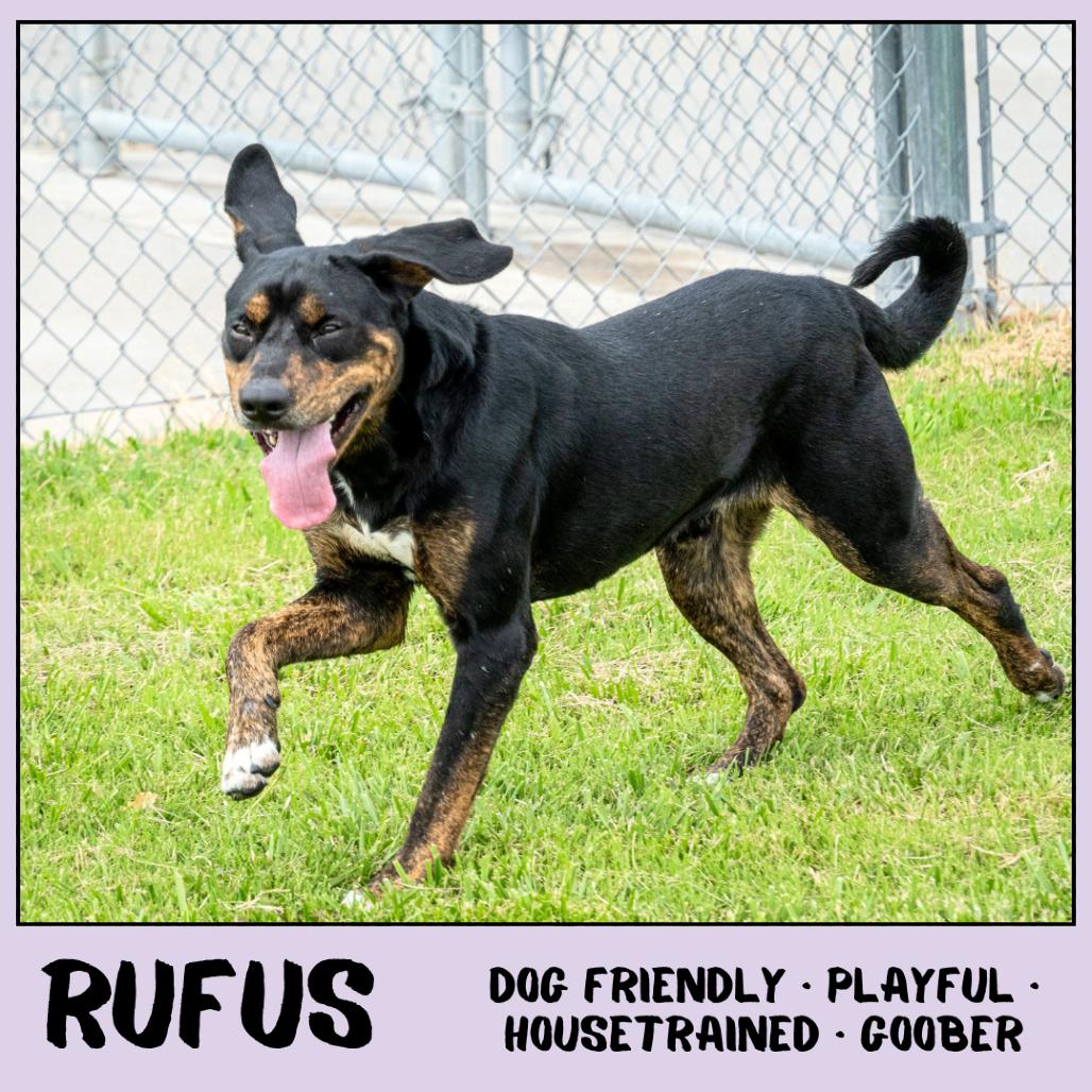 Rufus, a Adoptable mixed breed in Emporia, KS image 1/6