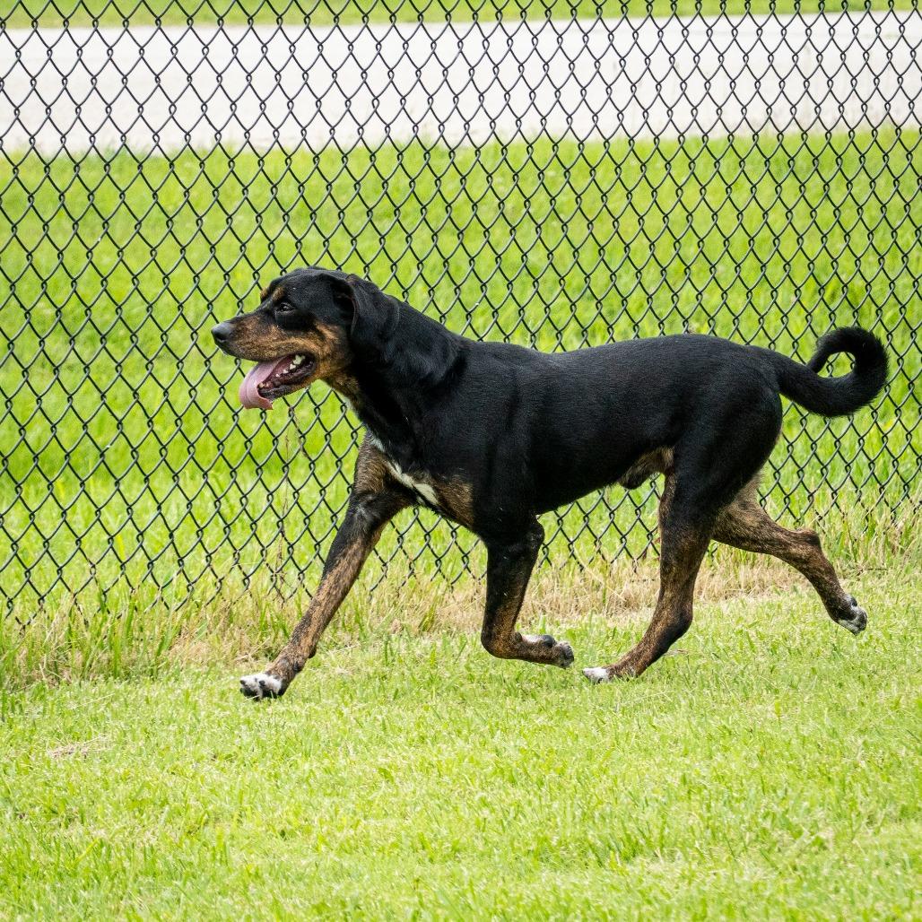 Rufus, a Adoptable mixed breed in Emporia, KS image 2/6