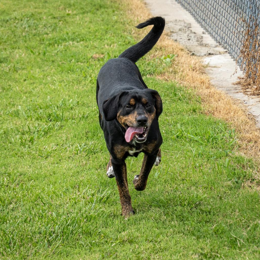 Rufus, a Adoptable mixed breed in Emporia, KS image 3/6
