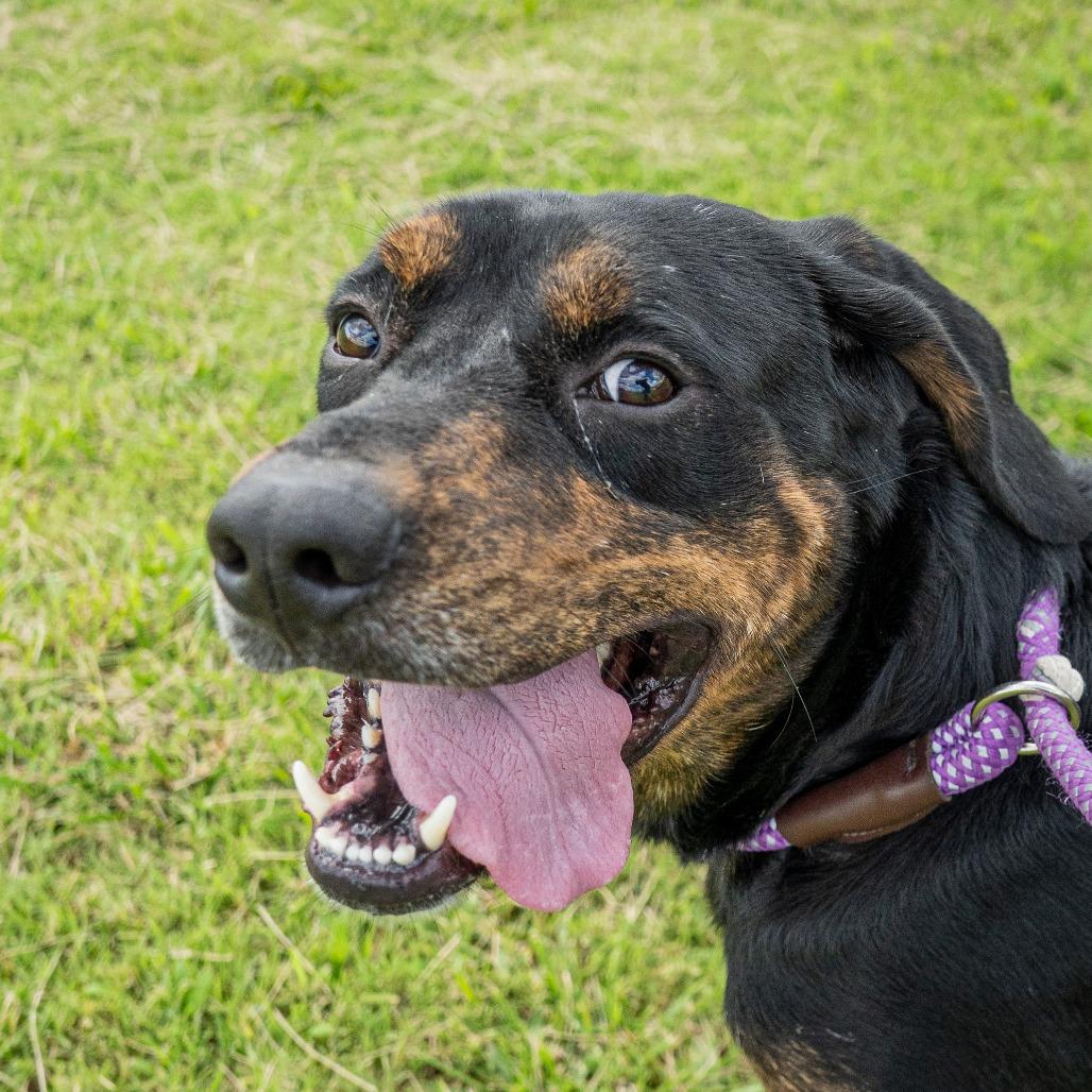 Rufus, a Adoptable mixed breed in Emporia, KS image 5/6