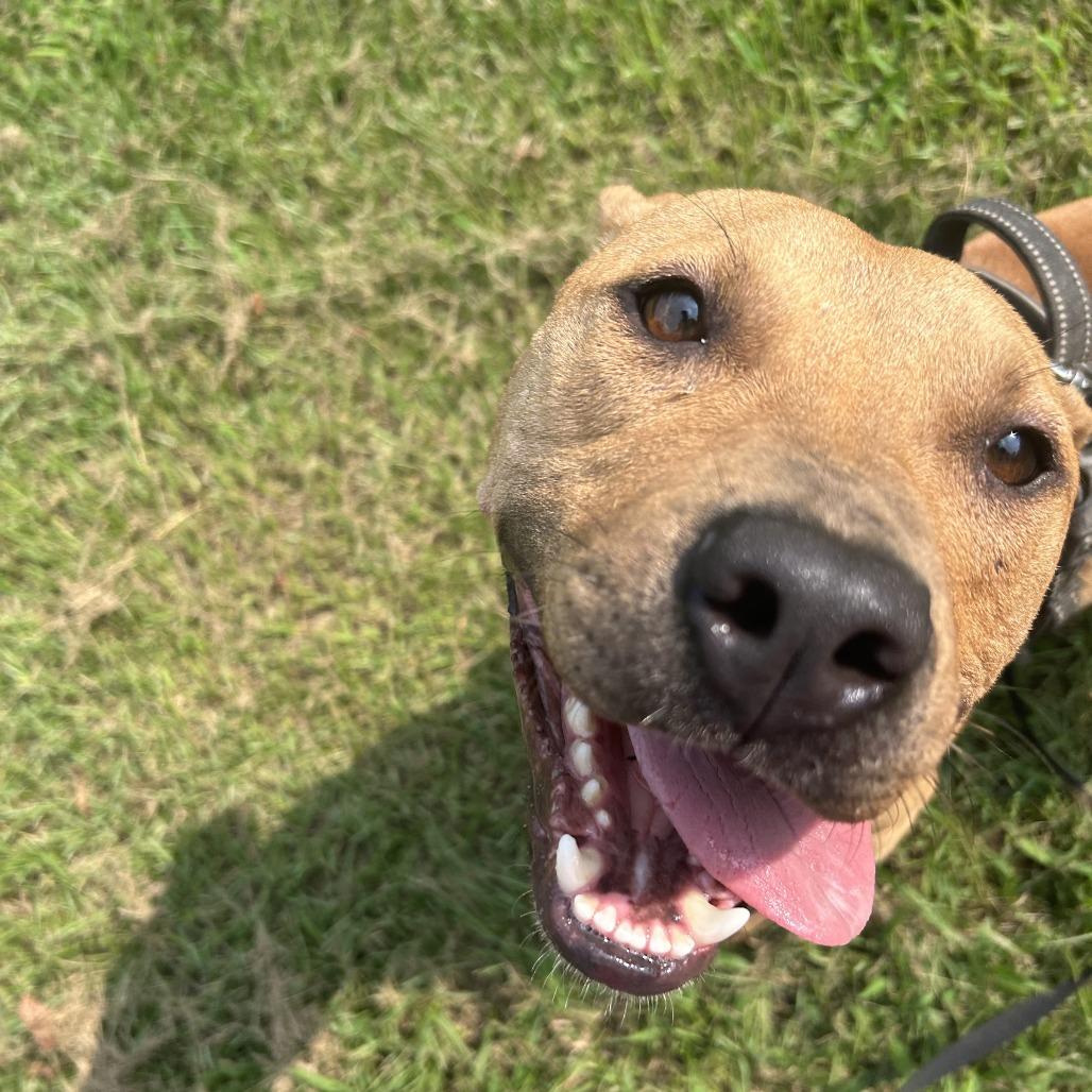 Gene, Adoptable, Adult Male Mixed Breed.