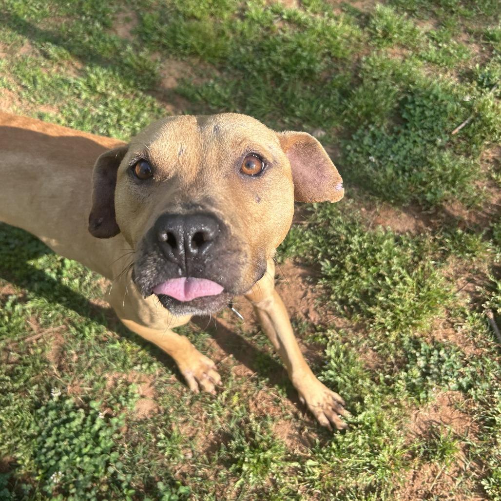 Gene, a Adoptable Mixed Breed in Auburn, AL image 5/6