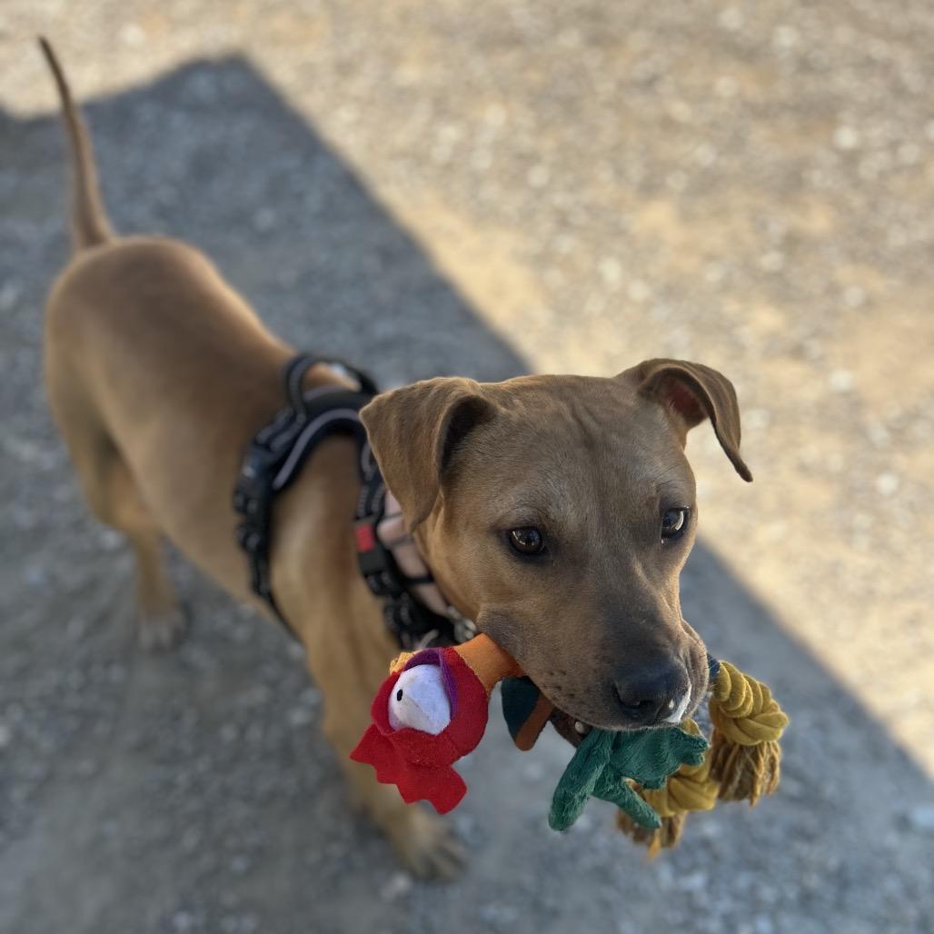 Gene, a Adoptable Mixed Breed in Auburn, AL image 6/6