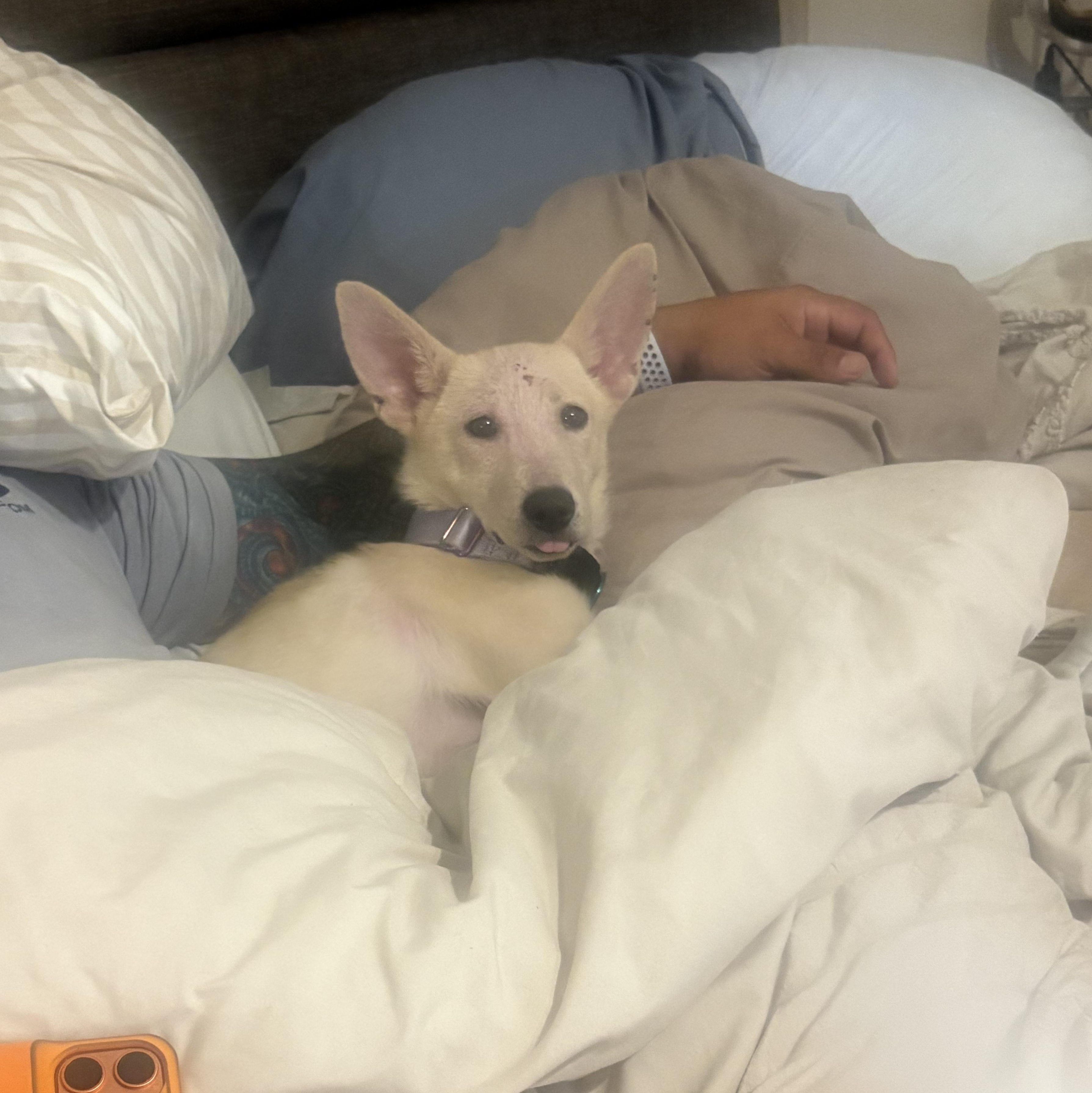 Enlarge Gracie, a Adoptable mixed breed in Milwaukee, WI image 6/6