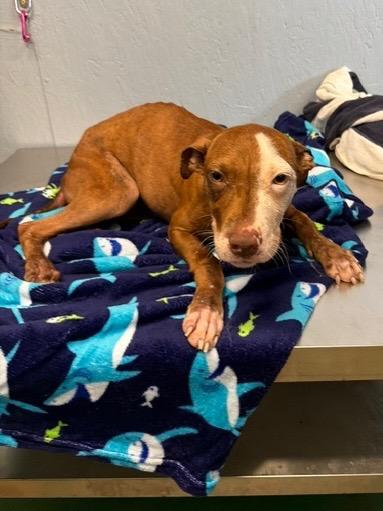 Tinkerbell 26, Adoptable, Young Female Mixed Breed.