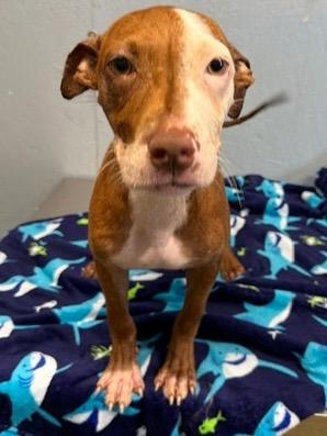 Enlarge Tinkerbell 26, a Adoptable mixed breed in Brookhaven, MS image 2/4