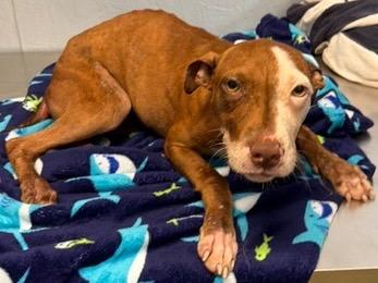 Enlarge Tinkerbell 26, a Adoptable mixed breed in Brookhaven, MS image 3/4