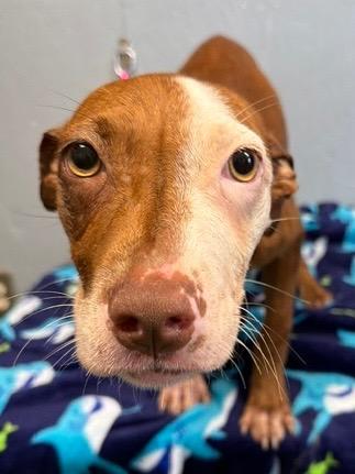 Enlarge Tinkerbell 26, a Adoptable mixed breed in Brookhaven, MS image 4/4