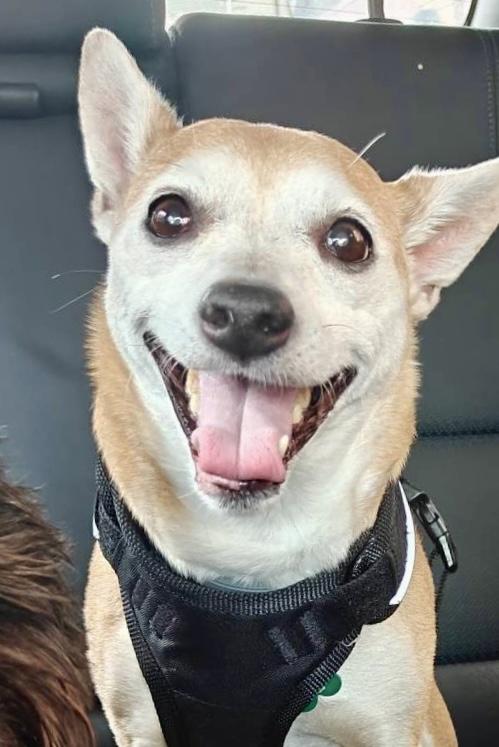 Yager, Adoptable, Senior Male Chihuahua.