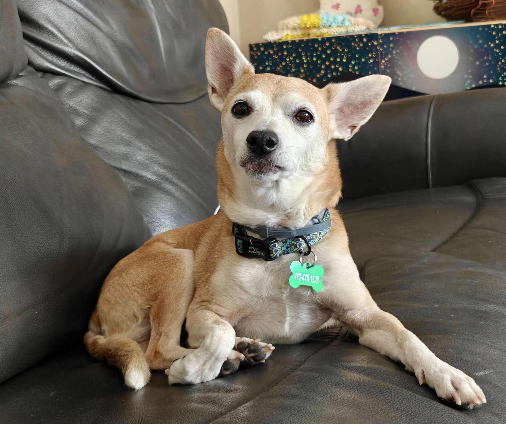 Enlarge Yager, a Adoptable mixed breed in Bradfordwoods, PA image 3/5