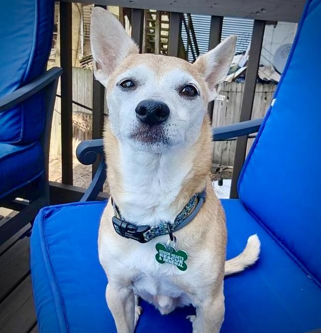 Enlarge Yager, a Adoptable mixed breed in Bradfordwoods, PA image 4/5