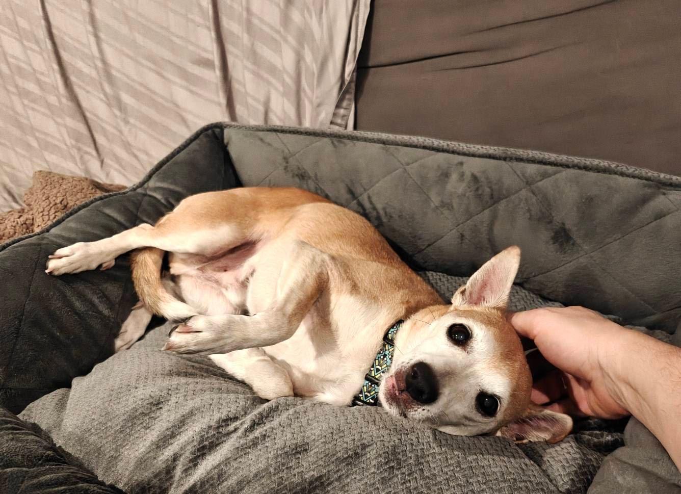 Enlarge Yager, a Adoptable mixed breed in Bradfordwoods, PA image 5/5