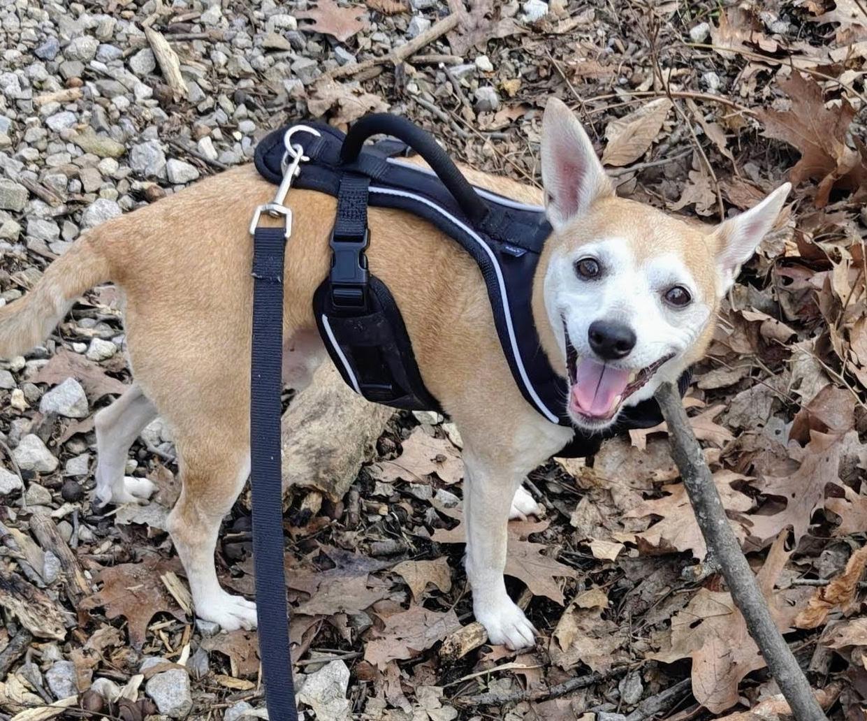 Enlarge Yager, a Adoptable mixed breed in Bradfordwoods, PA image 2/5