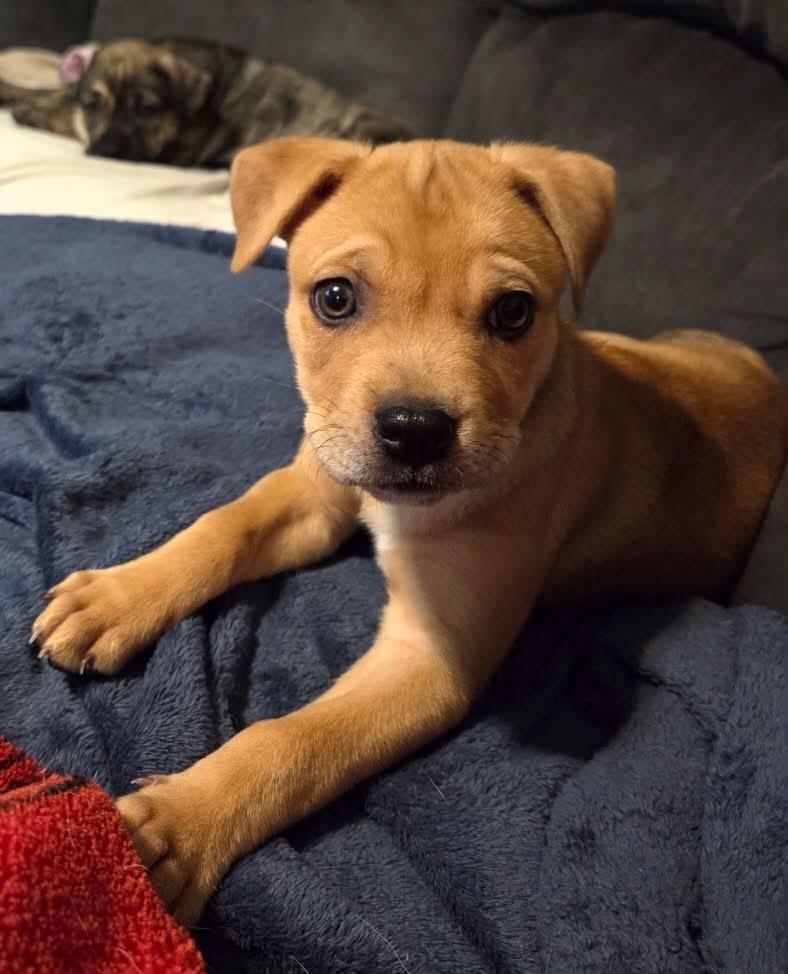 Enlarge Betty, a Adoptable mixed breed in South Elgin, IL image 2/3
