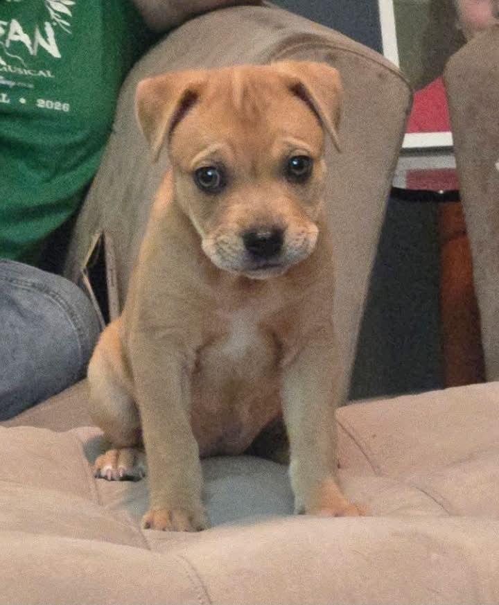 Enlarge Betty, a Adoptable mixed breed in South Elgin, IL image 3/3