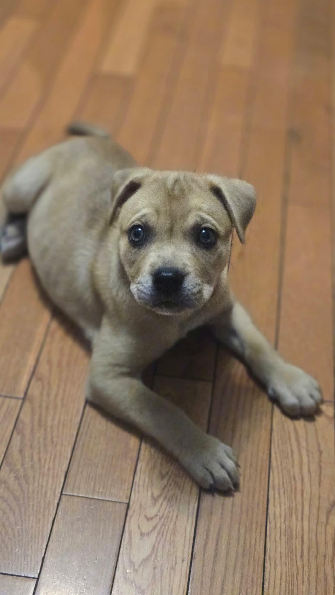 Enlarge Betty, a Adoptable mixed breed in South Elgin, IL image 1/3