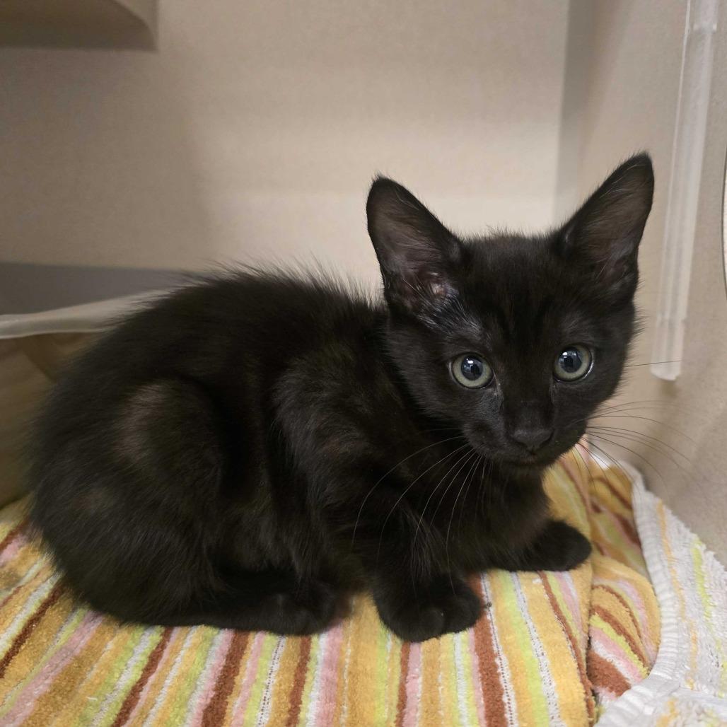 Enlarge Velma, a Adoptable mixed breed in Redwood City, CA image 1/1