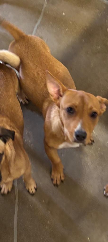 Tieko*, Adopted, Young Male Chihuahua & Mixed Breed.