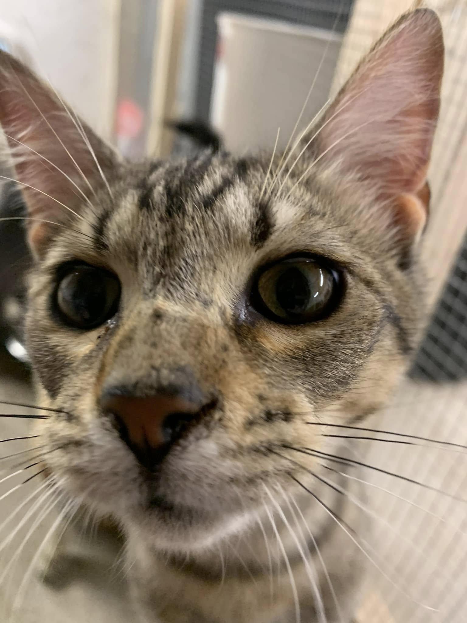 Bolito, Adopted, Young Male American Shorthair.