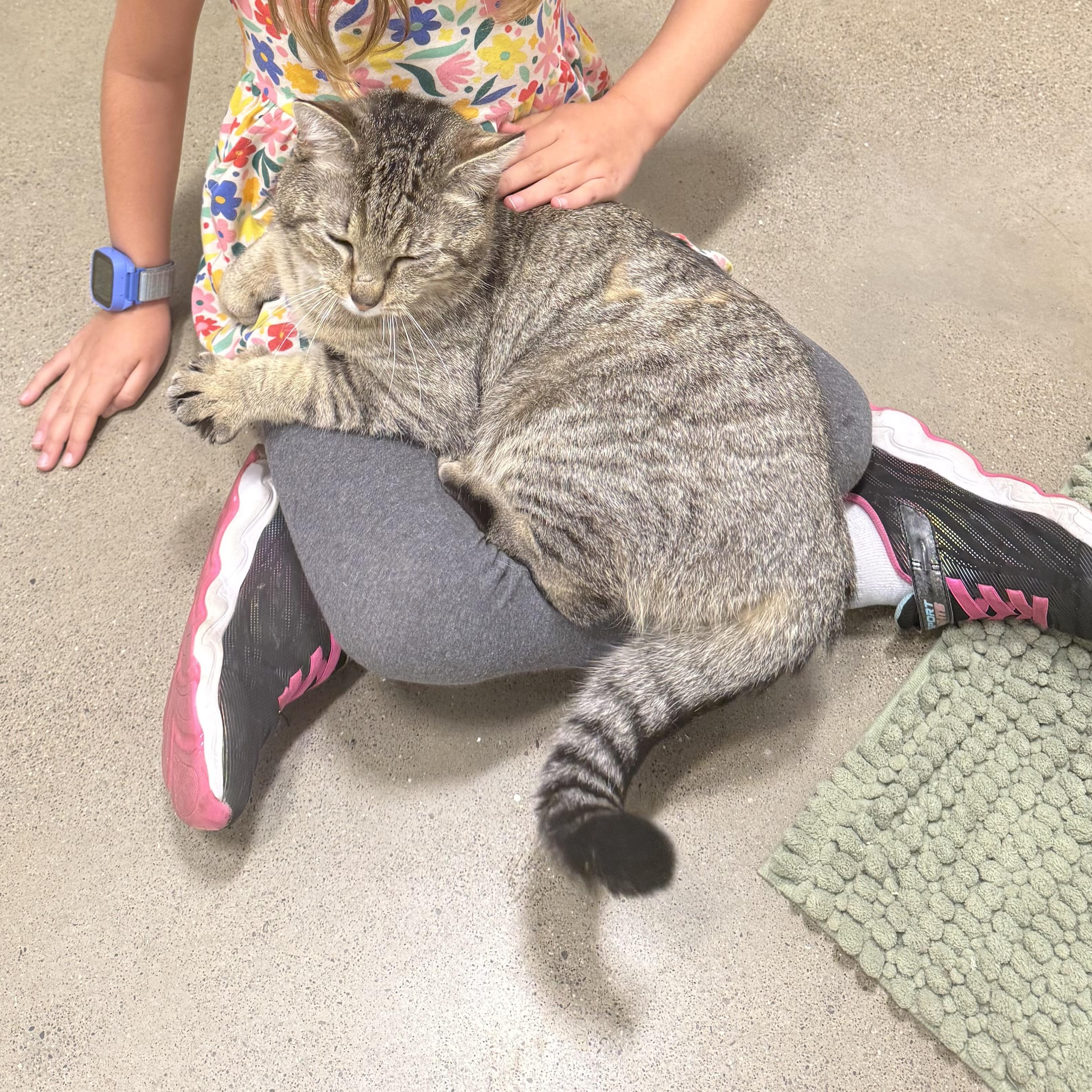 Asher , ADOPTABLE, Young Male Domestic Short Hair.