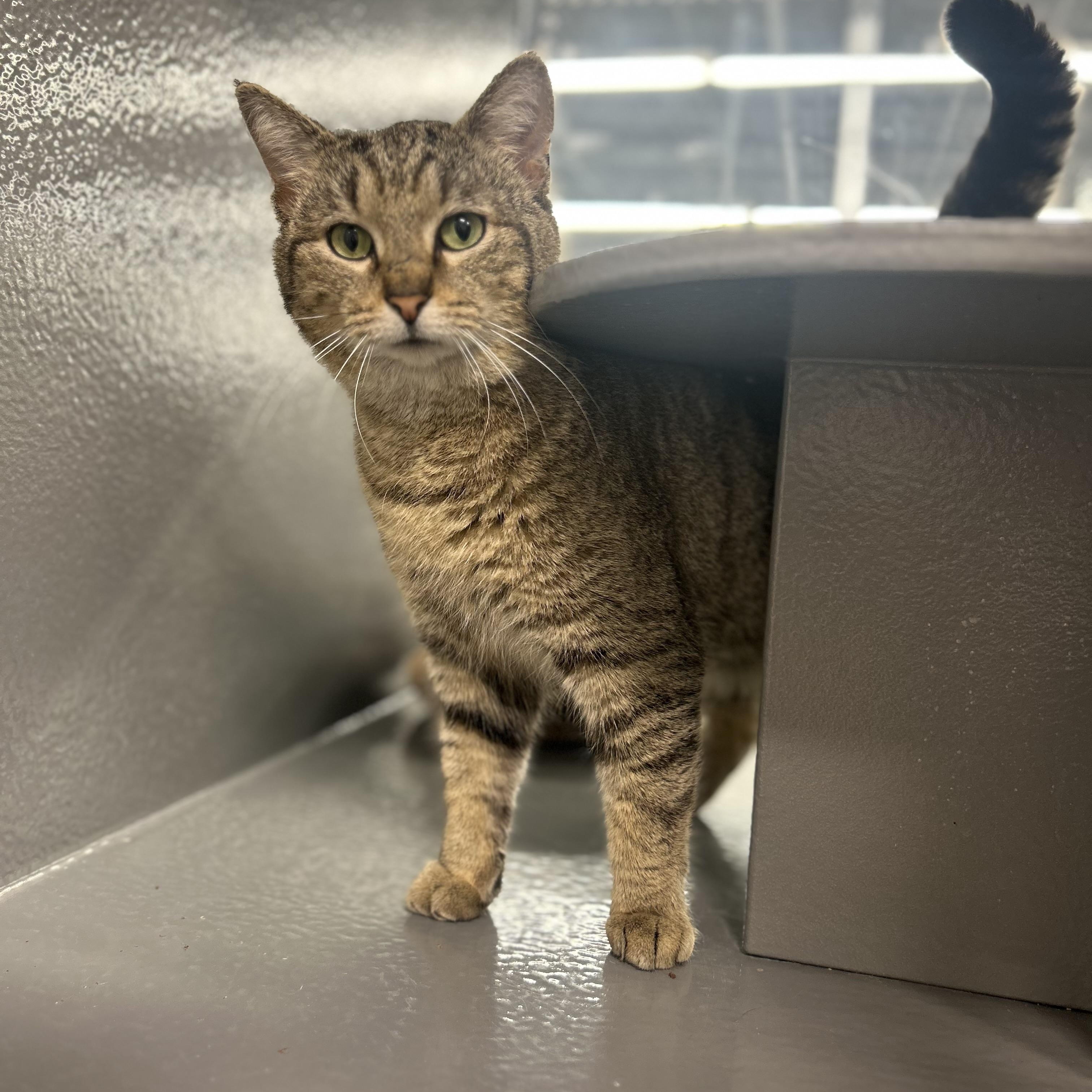 Enlarge Asher , a ADOPTABLE Domestic Short Hair in Columbus , OH image 5/5