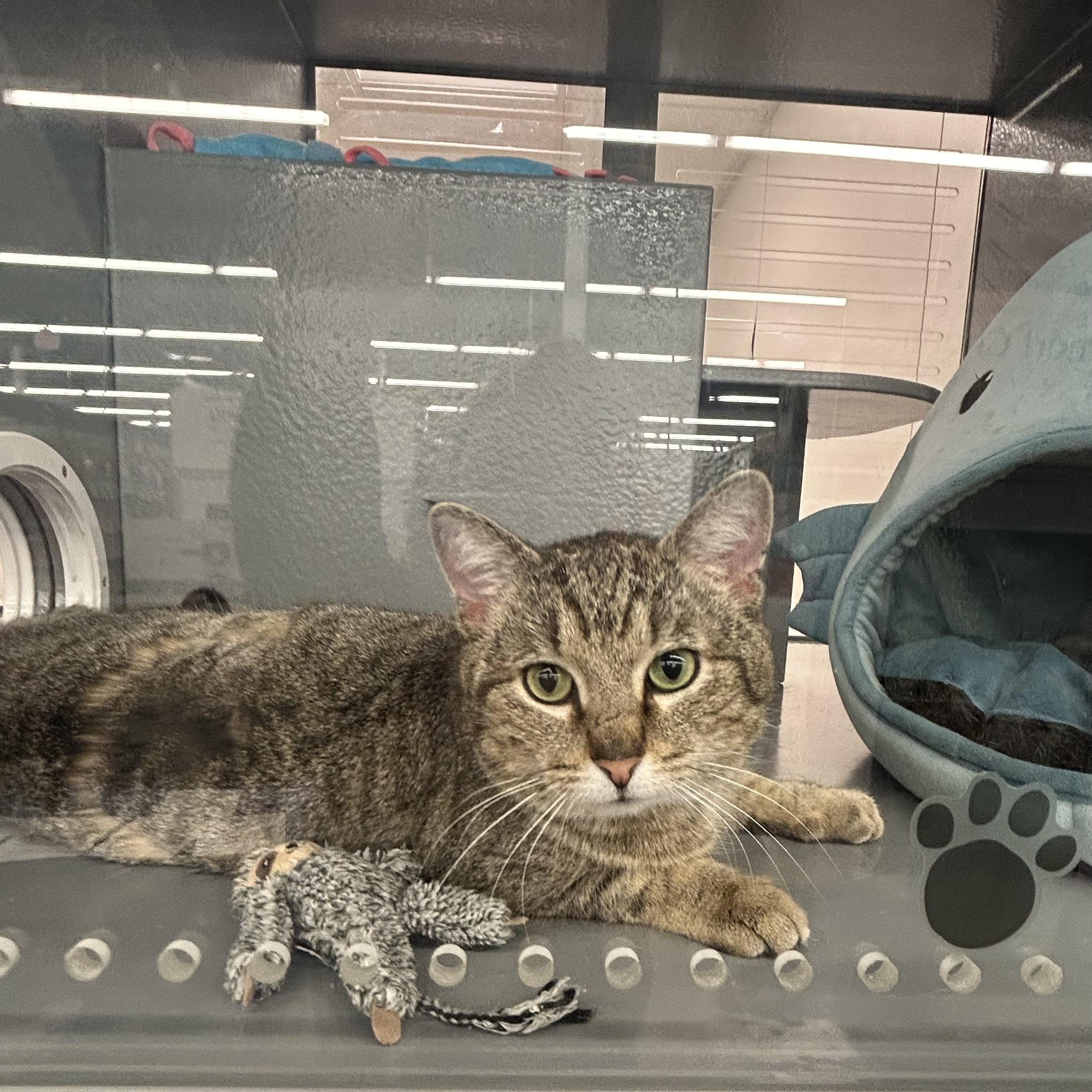 Enlarge Asher , a ADOPTABLE Domestic Short Hair in Columbus , OH image 2/5