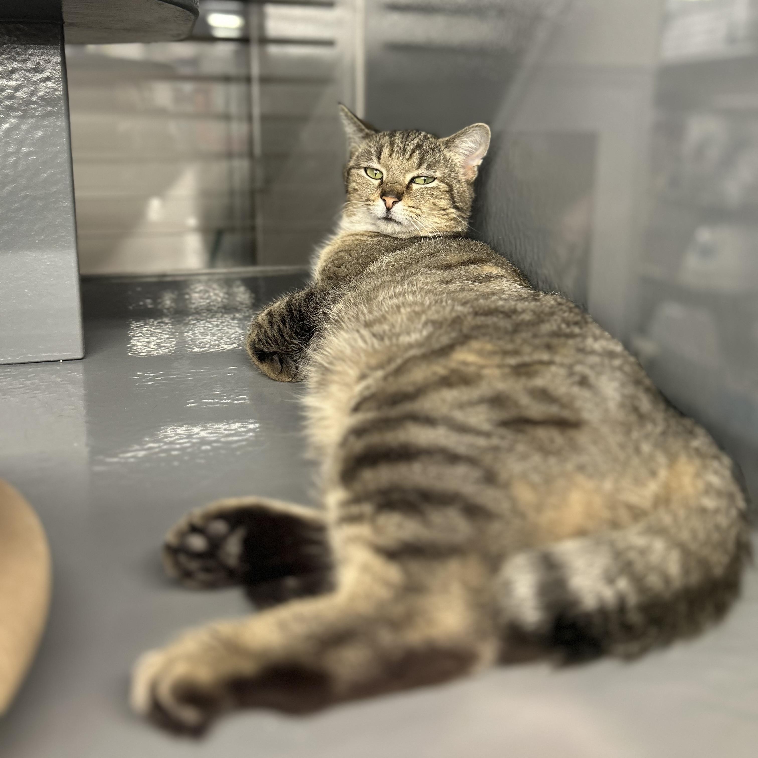 Enlarge Asher , a ADOPTABLE Domestic Short Hair in Columbus , OH image 4/5