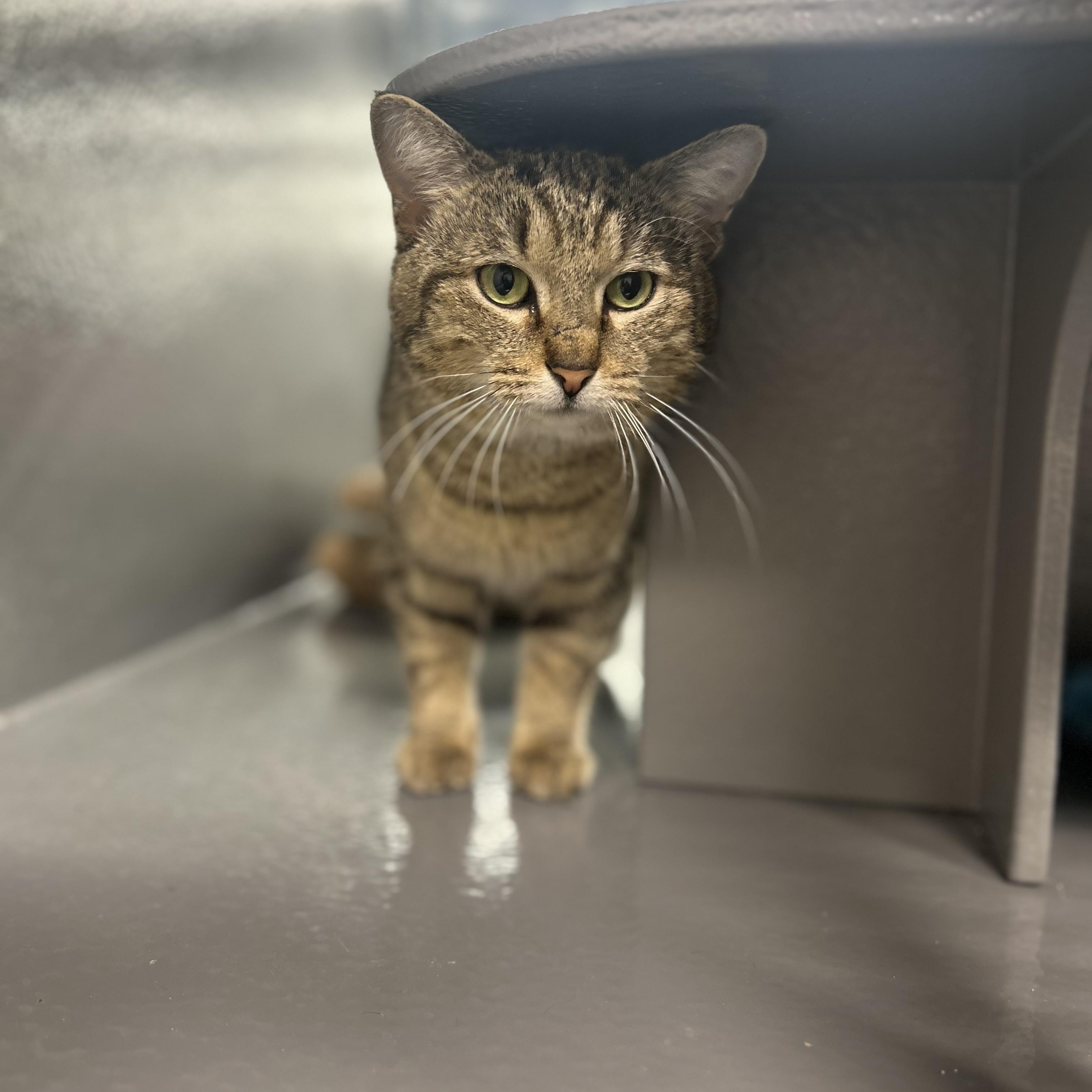 Enlarge Asher , a ADOPTABLE Domestic Short Hair in Columbus , OH image 3/5