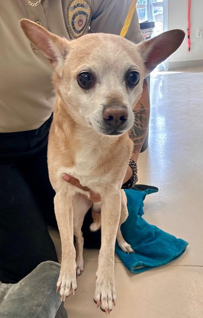 Enlarge Flame King, a Adoptable Chihuahua in Belton, TX image 1/1