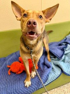 Enlarge SCOTT, a Adoptable German Shepherd Dog in Clyde, NC image 1/1