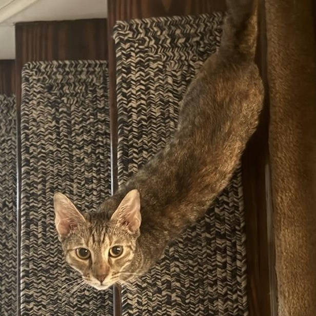 Harley, ADOPTABLE, Young Female Domestic Short Hair.