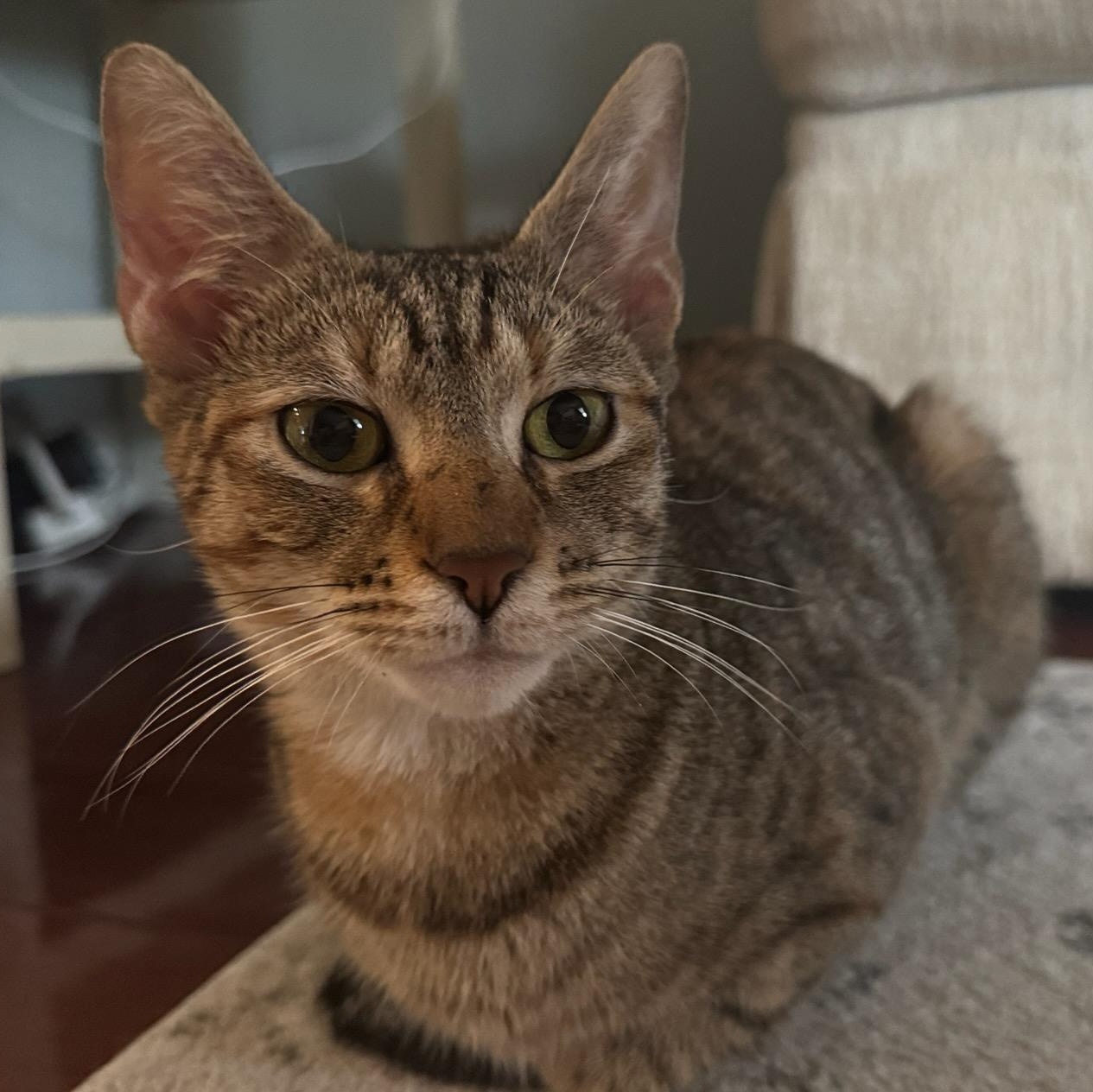 Harley, a ADOPTABLE Domestic Short Hair in Clifton, NJ image 2/5
