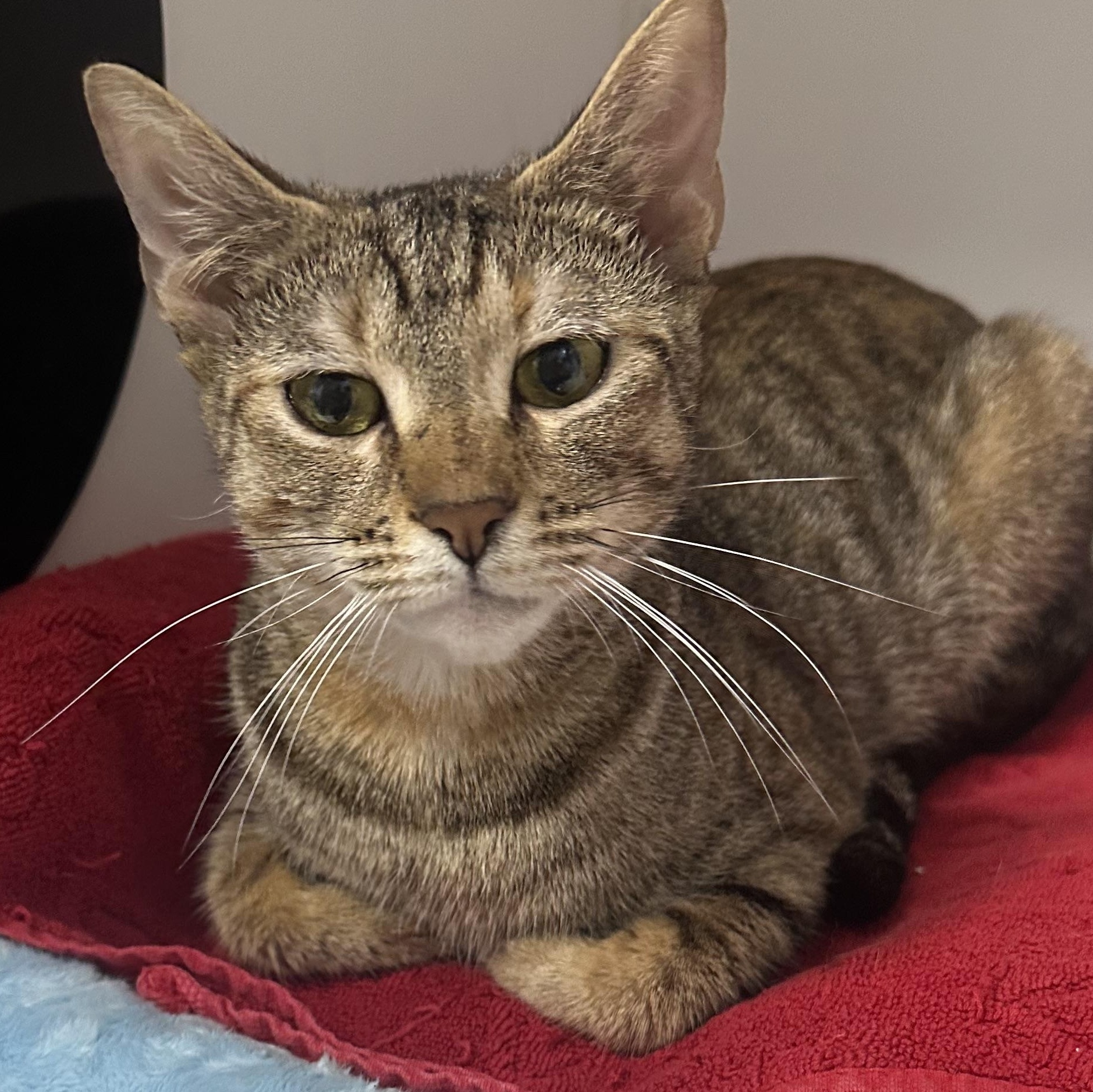 Harley, a ADOPTABLE Domestic Short Hair in Clifton, NJ image 2/6