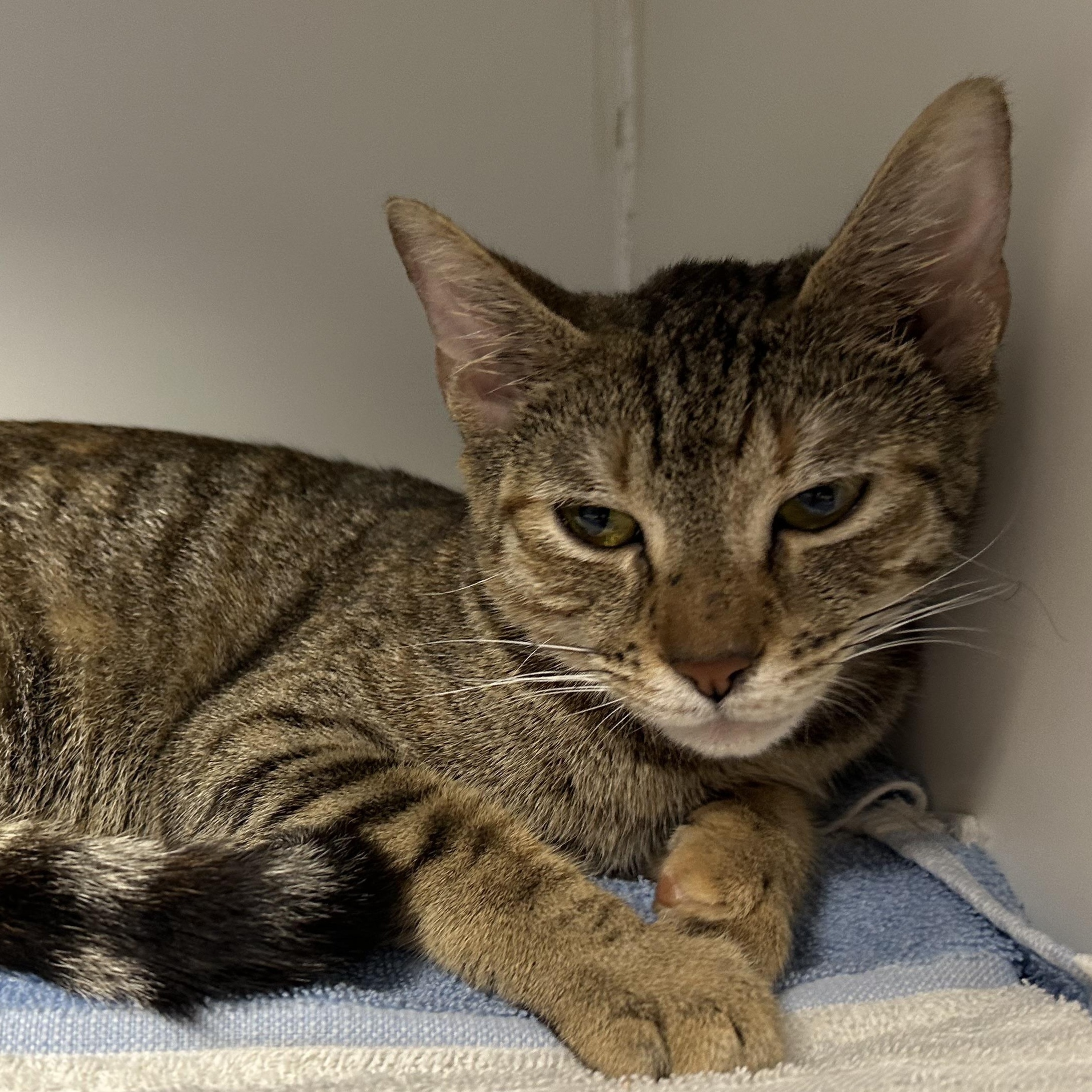 Harley, a ADOPTABLE Domestic Short Hair in Clifton, NJ image 4/5