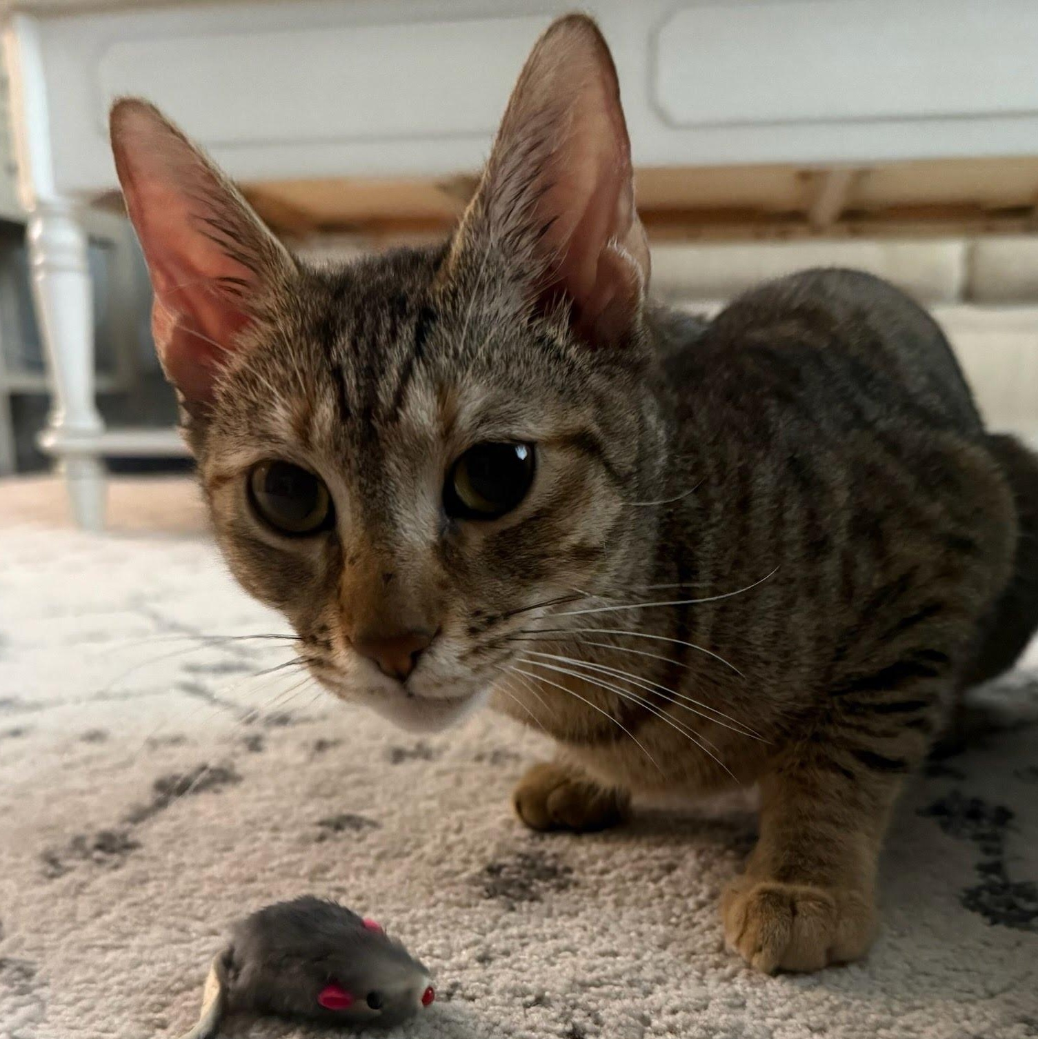 Harley, a ADOPTABLE Domestic Short Hair in Clifton, NJ image 3/5