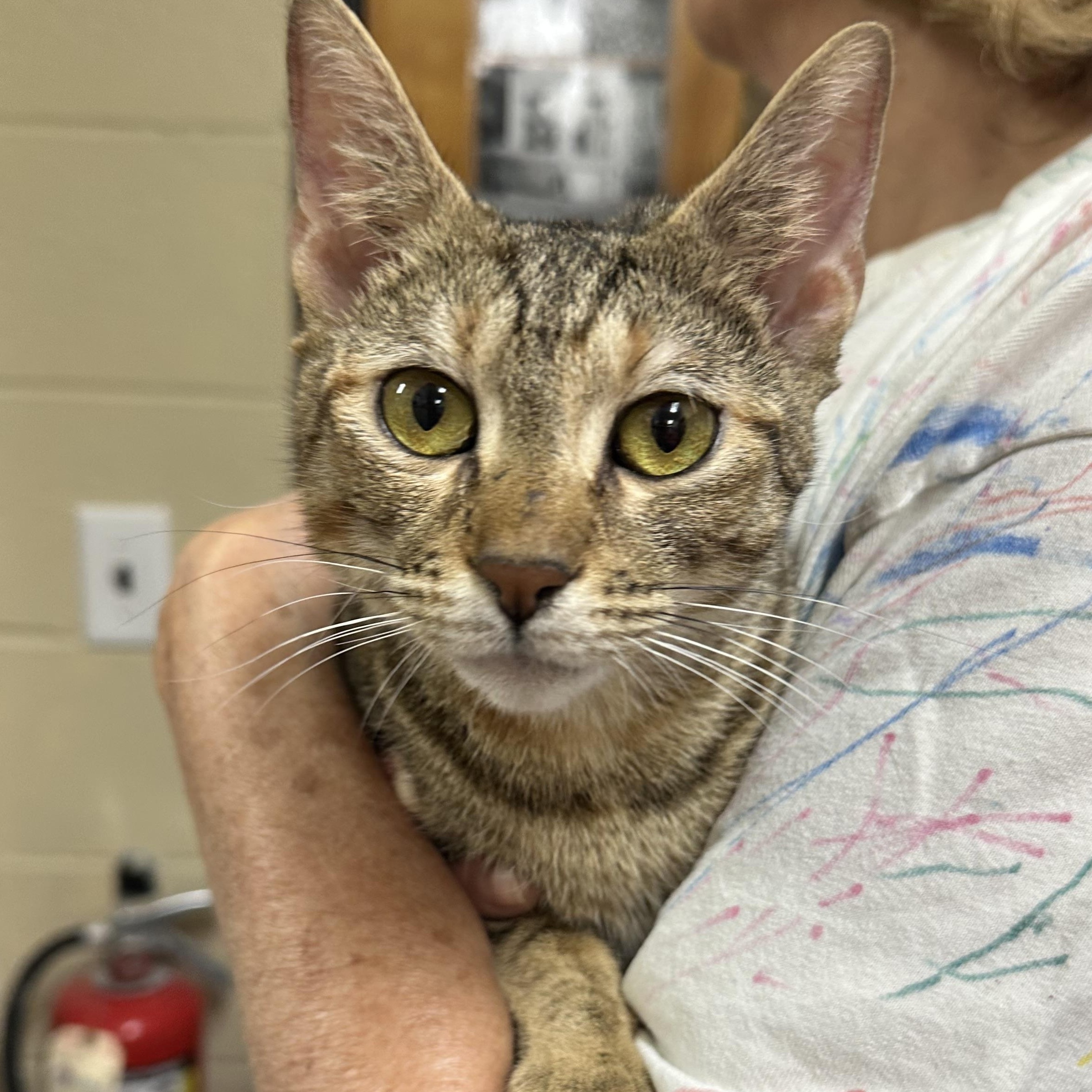 Harley, ADOPTABLE, Young Female Domestic Short Hair.