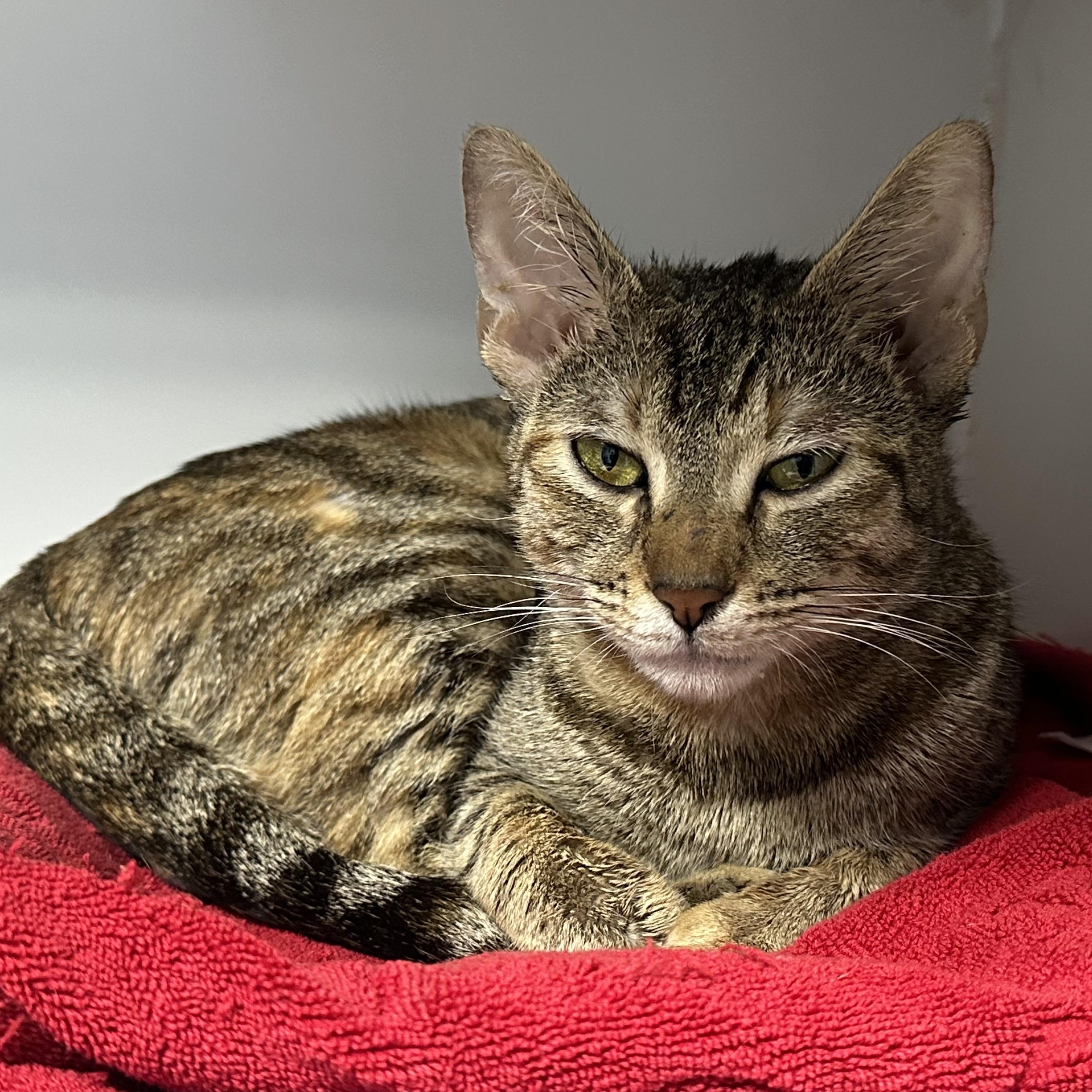 Harley, a ADOPTABLE Domestic Short Hair in Clifton, NJ image 5/5