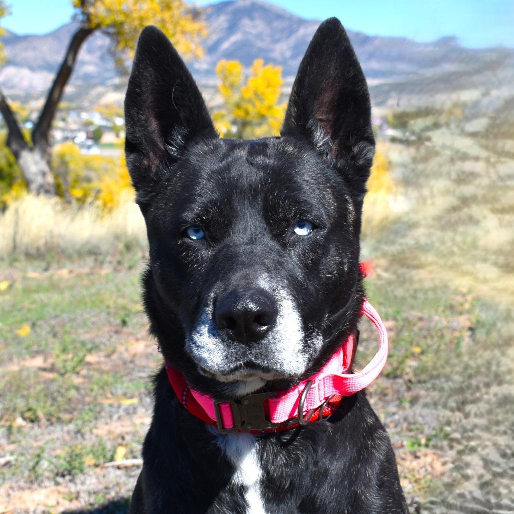 Miska, a Adoptable mixed breed in Rifle, CO image 1/3