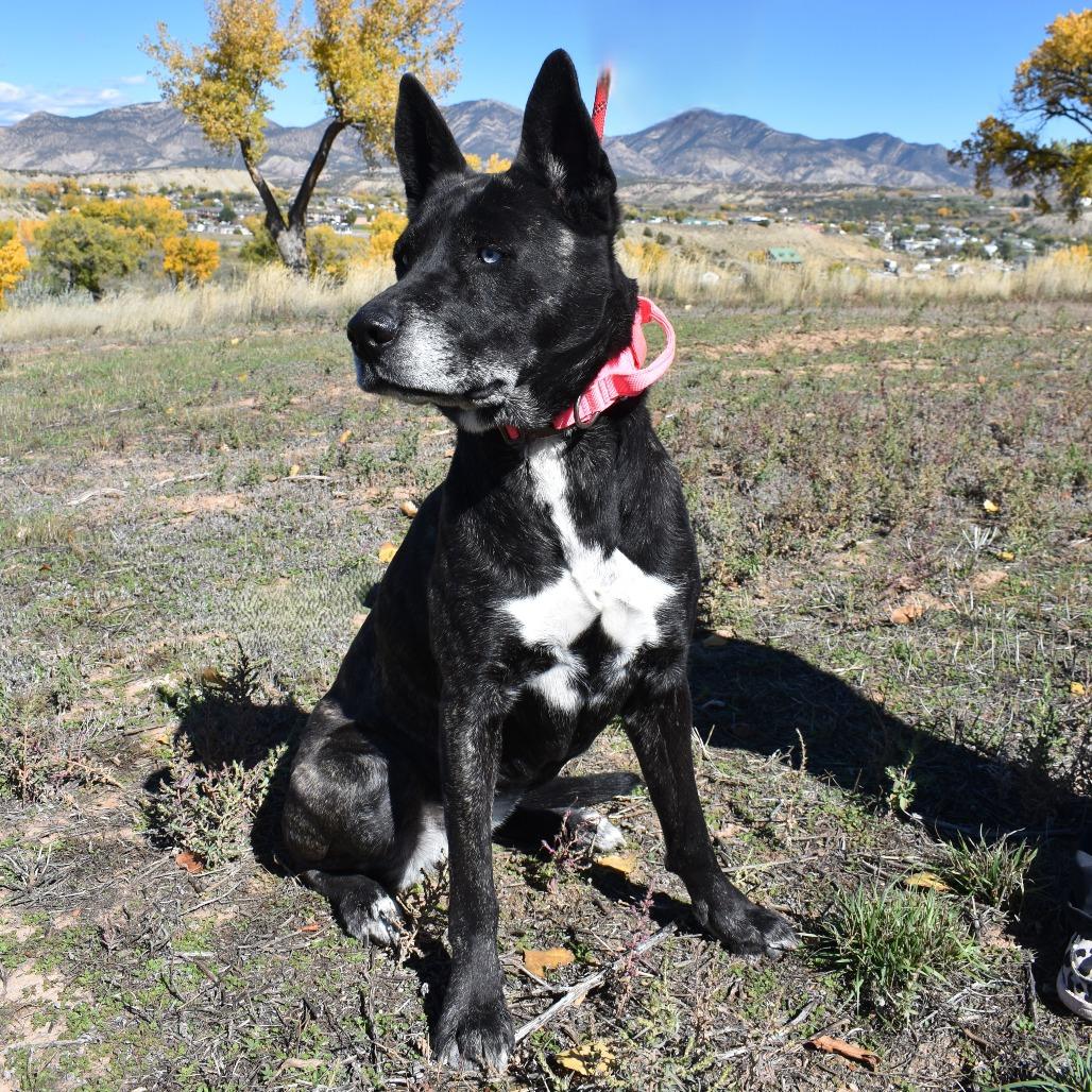 Miska, a Adoptable mixed breed in Rifle, CO image 2/3