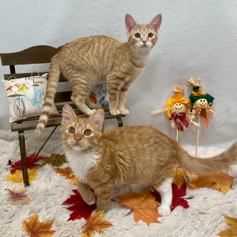 Cheshire (Bonded With Gouda), Adopted, Adult Female Domestic Short Hair.