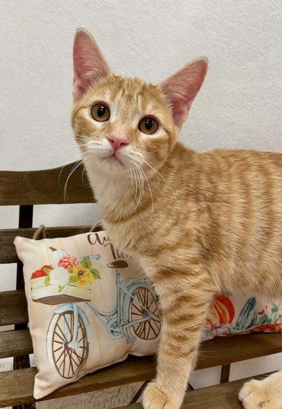 Enlarge Cheshire (Bonded With Gouda), a Adopted Domestic Short Hair in San Francisco, CA image 2/4