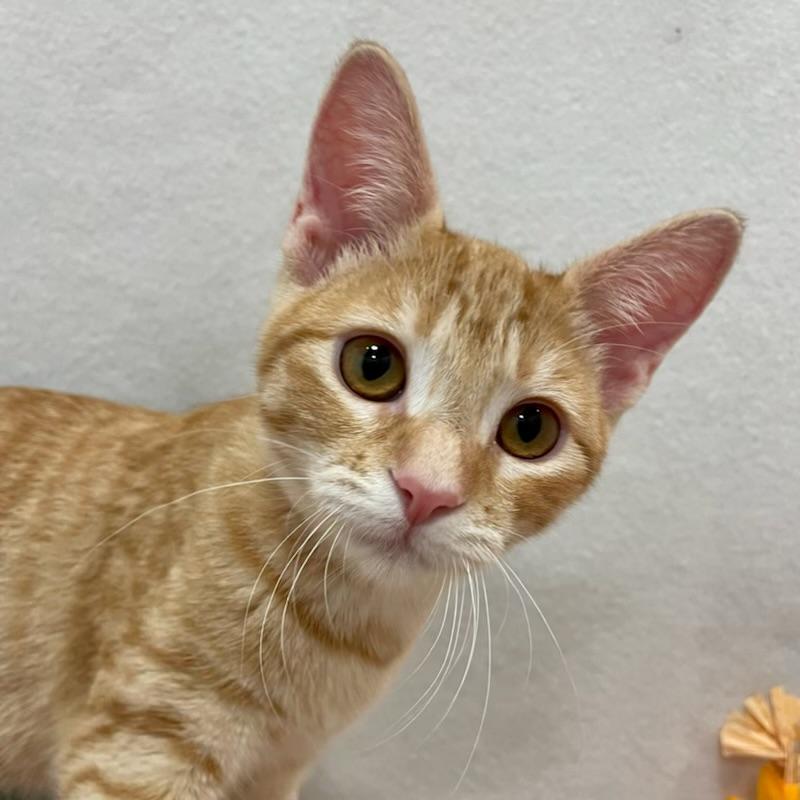 Enlarge Cheshire (Bonded With Gouda), a Adopted Domestic Short Hair in San Francisco, CA image 3/4